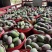 贵妃芒果🥭一件代发市场