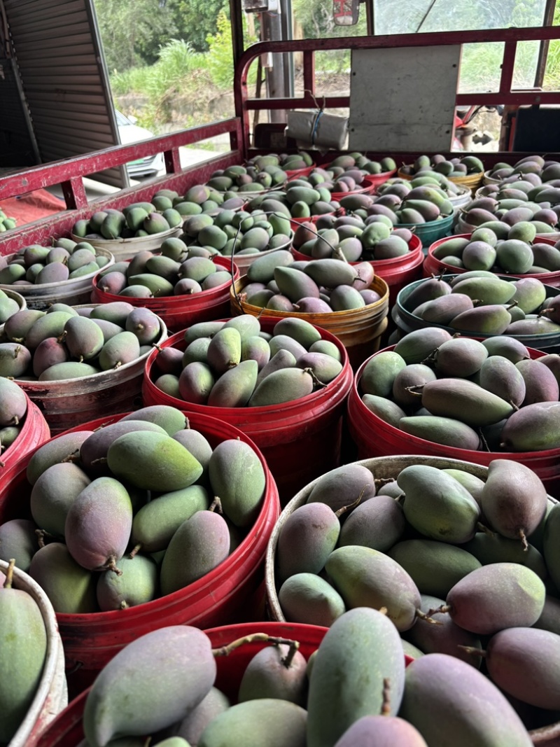 贵妃芒果🥭一件代发市场