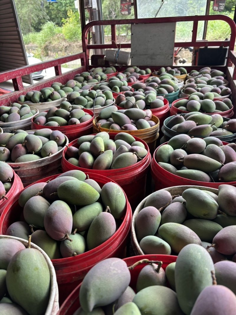 贵妃芒果🥭一件代发市场