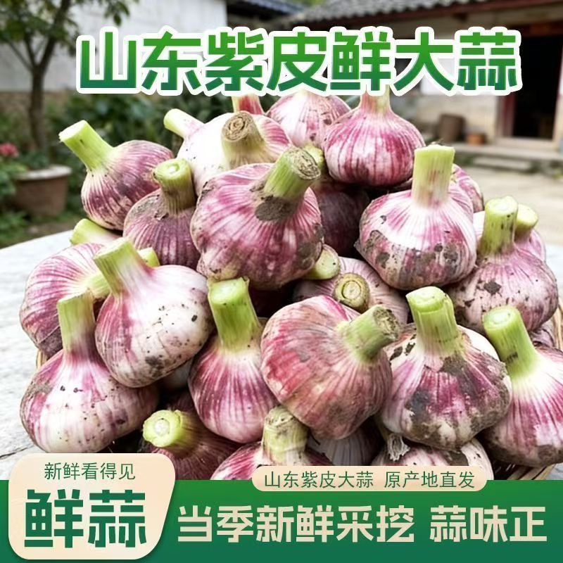 精品新干蒜紫皮白皮出口贸易，市场批发保质保量，全国发货