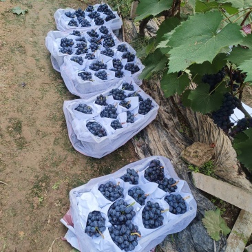 夏黑葡萄