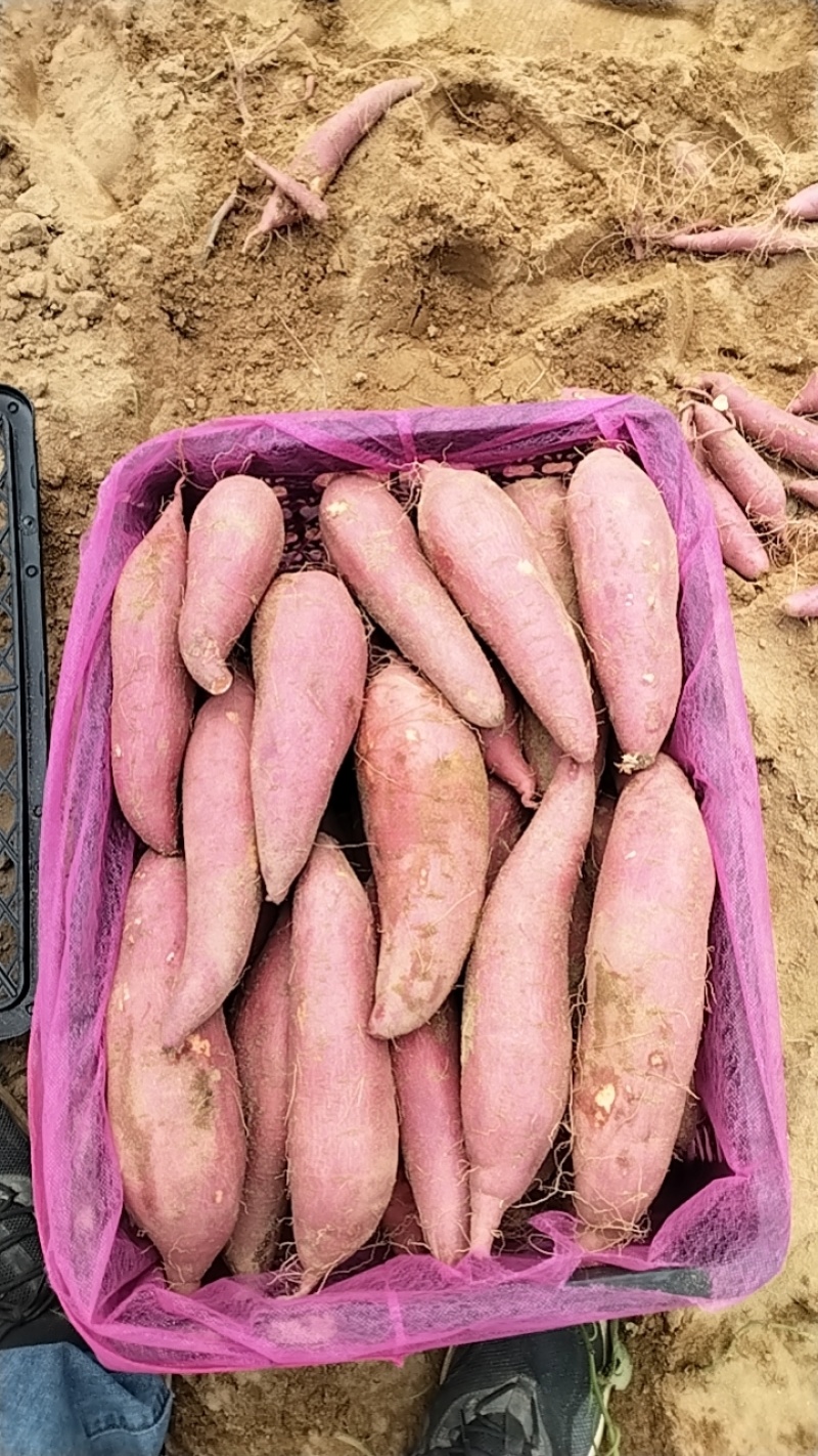 汕头春薯大量开挖