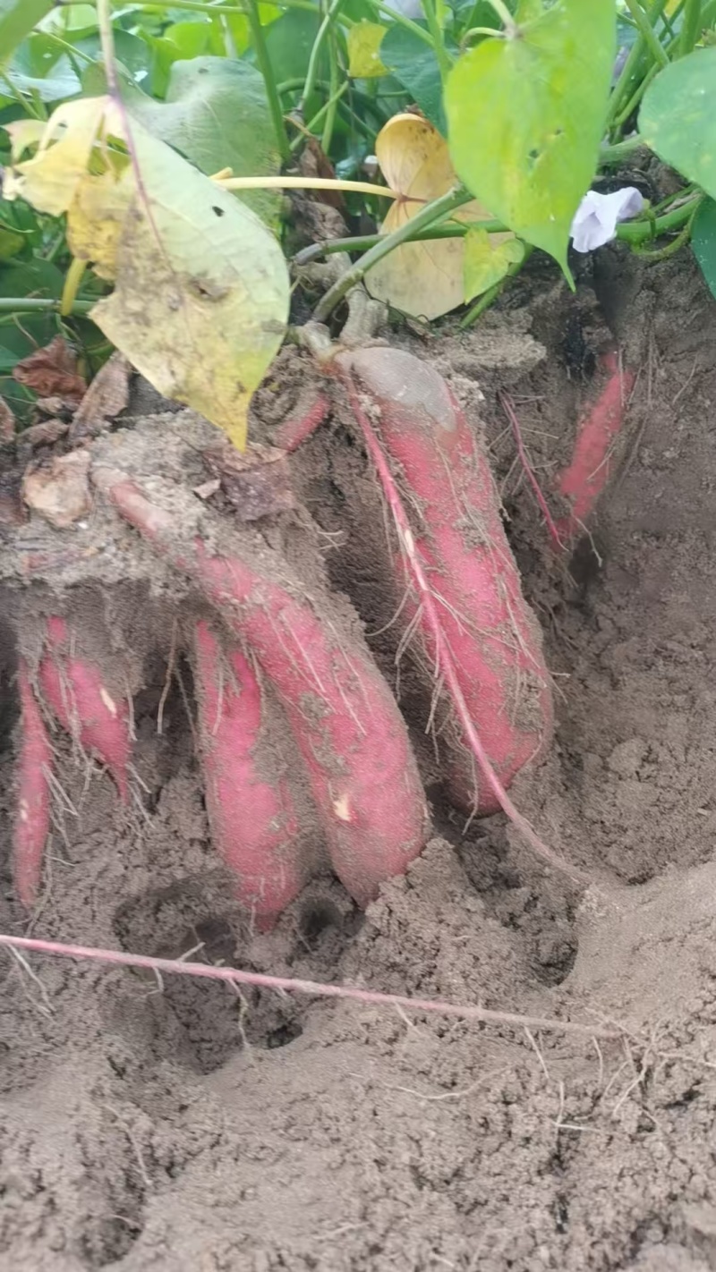 汕头春薯大量开挖