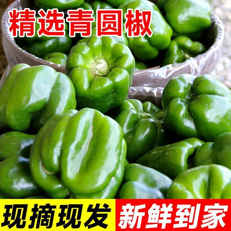东北太空椒圆椒基地直发保质保量售后无忧一条龙服务