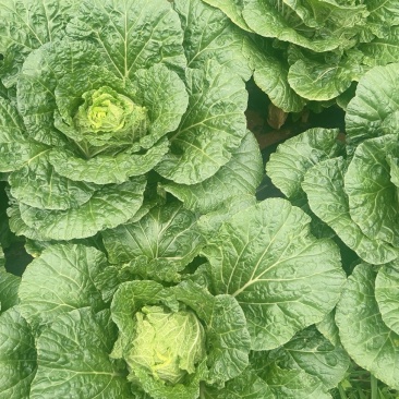 精品白菜常年有货，供应全国各省地区市场需求，质量保证