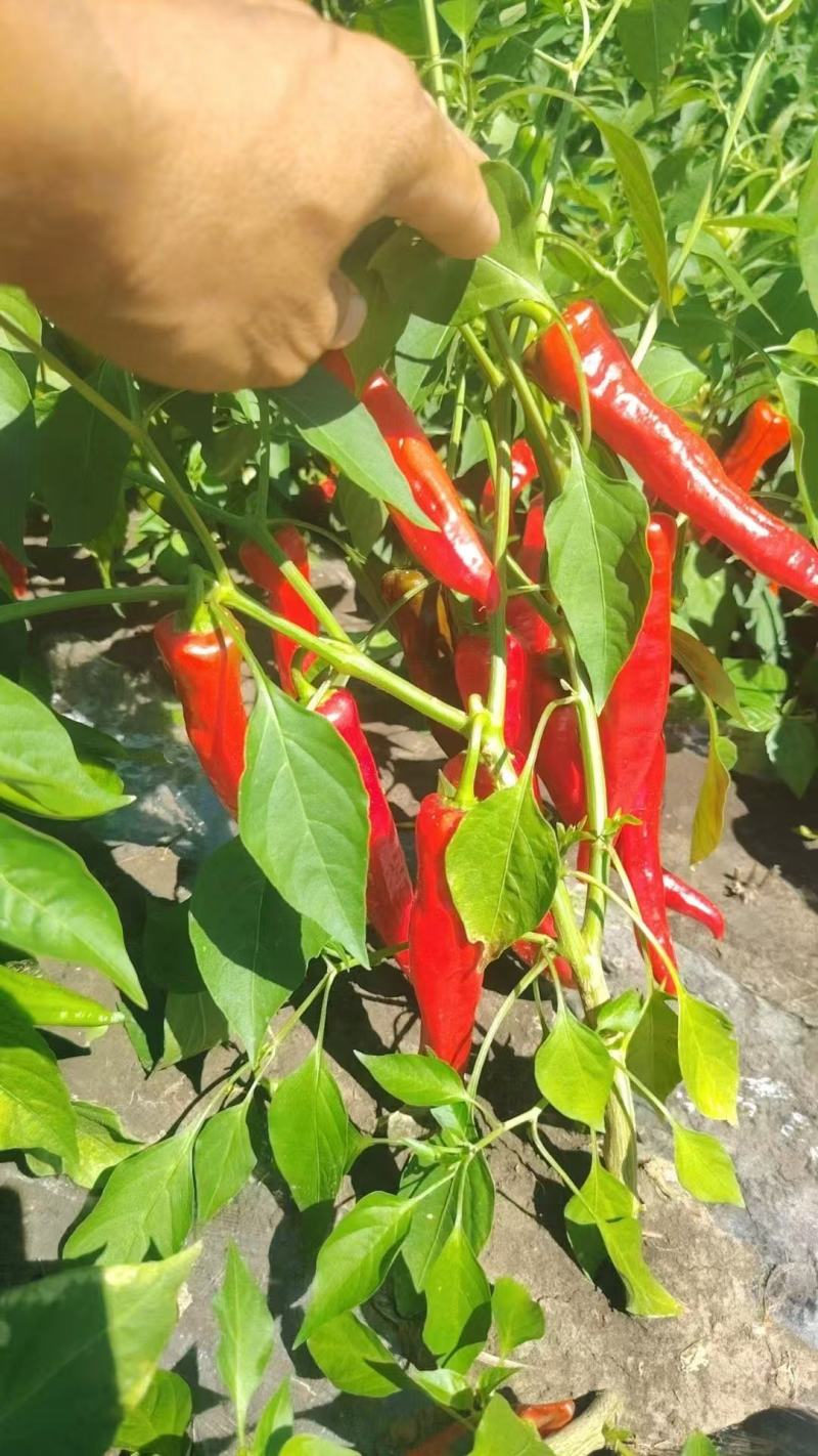 东北红色辣妹子红辣椒基地直发保质保量售后无忧一条龙