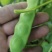 东北头茬王八蛋豆角，嘎嘎板正油豆角基地直发保质保量