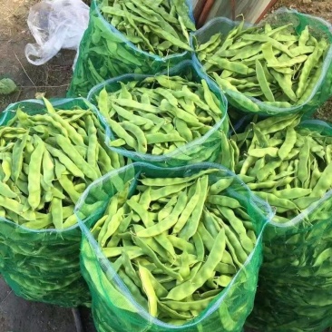 东北头茬王八蛋豆角，嘎嘎板正油豆角基地直发保质保量