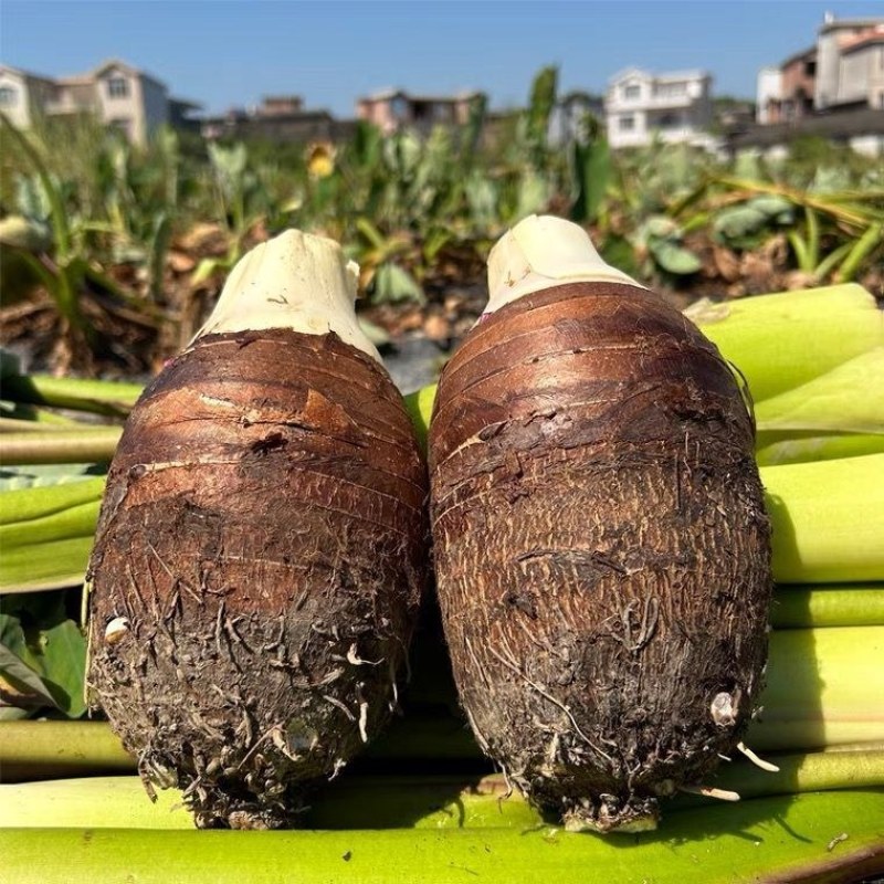 广西荔浦芋头大量现货产地直发对接全国市场批发商