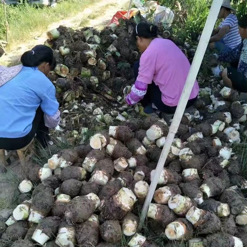 广西荔浦芋头大量现货产地直发对接全国市场批发商