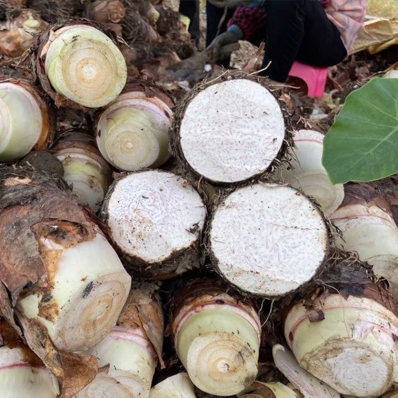 广西荔浦芋头大量现货产地直发对接全国市场批发商