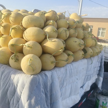 新疆吐鲁番火焰山脚下金色年华