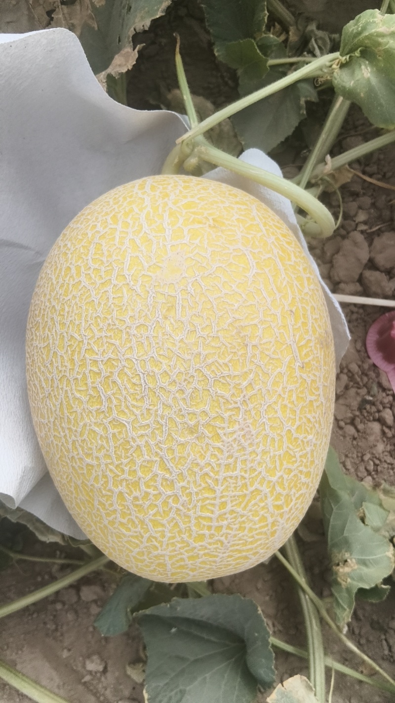 新疆吐鲁番火焰山脚下金色年华