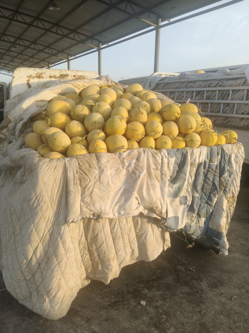 新疆吐鲁番火焰山脚下金色年华
