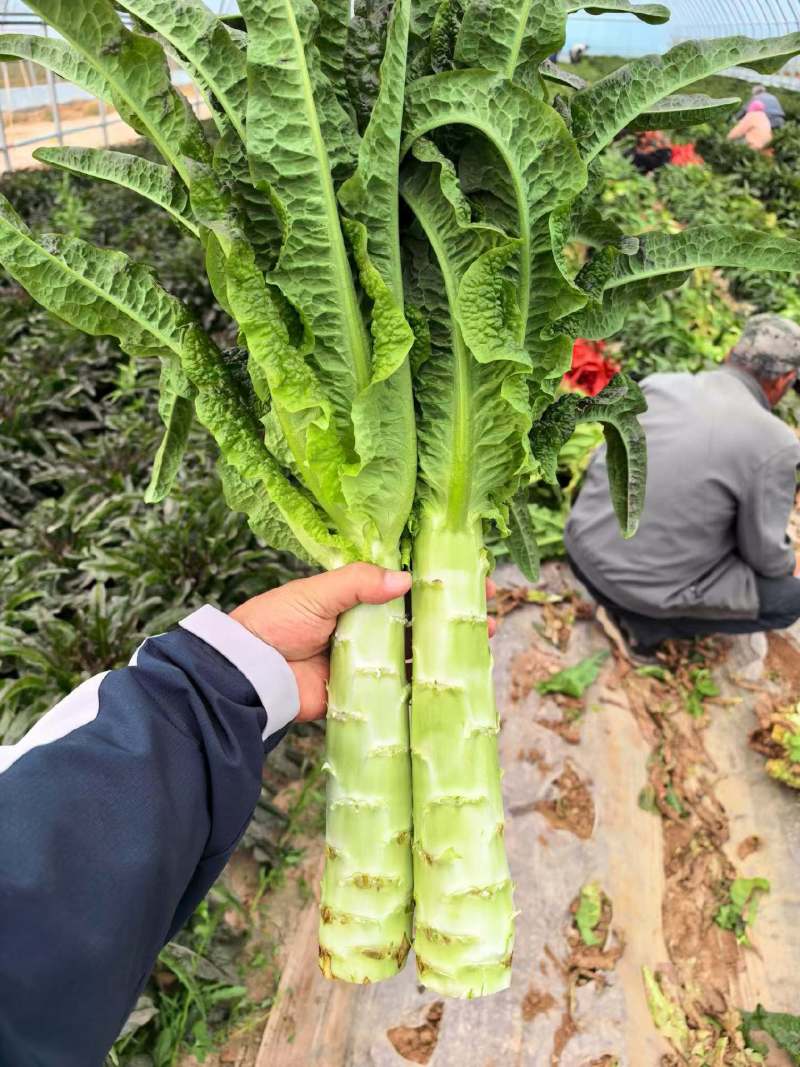 专业精品红叶莴笋，