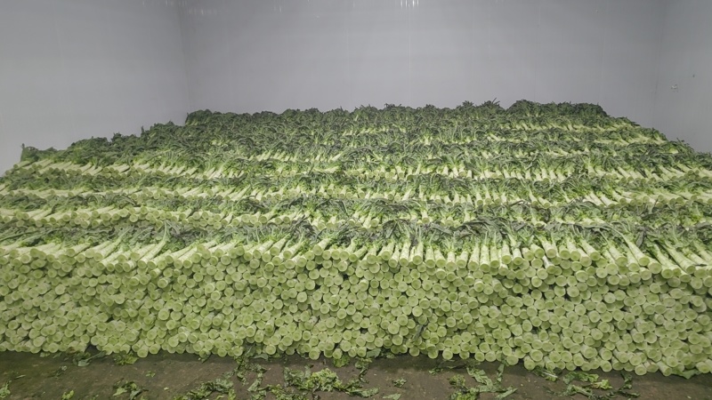 专业精品红叶莴笋，