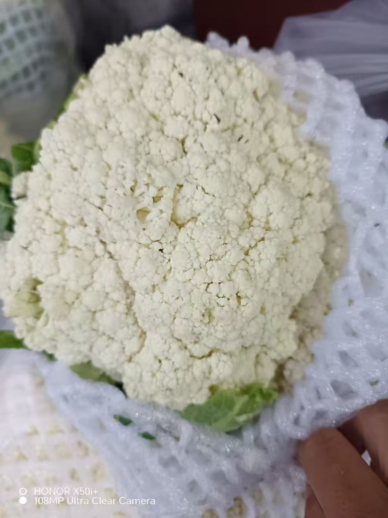 精品有机花大量供应