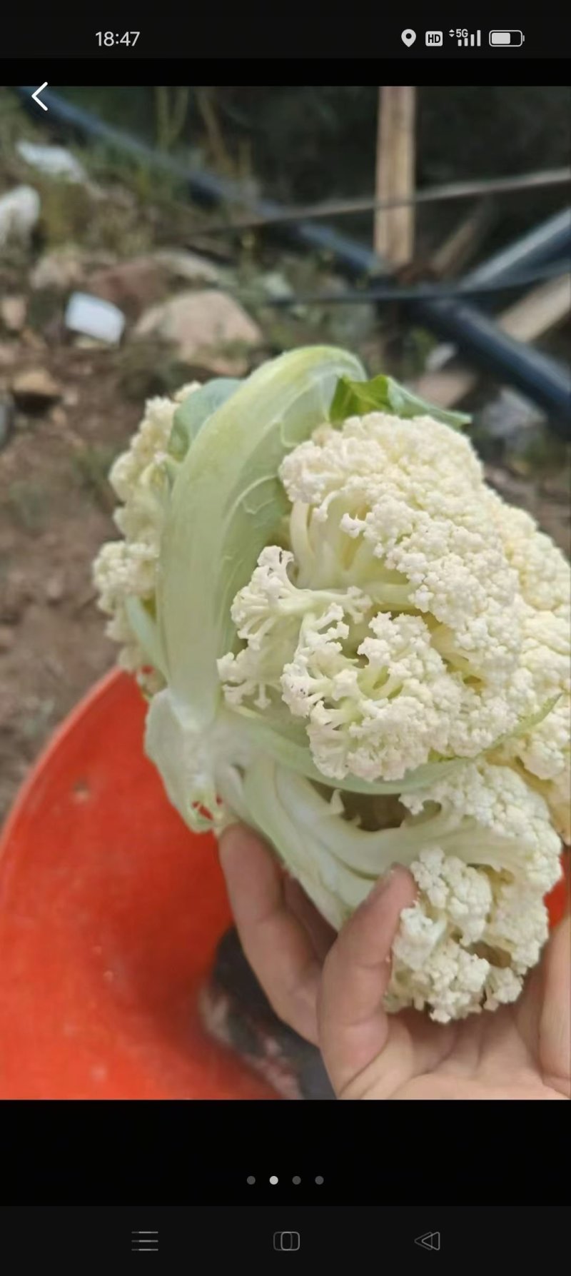 精品有机花大量供应