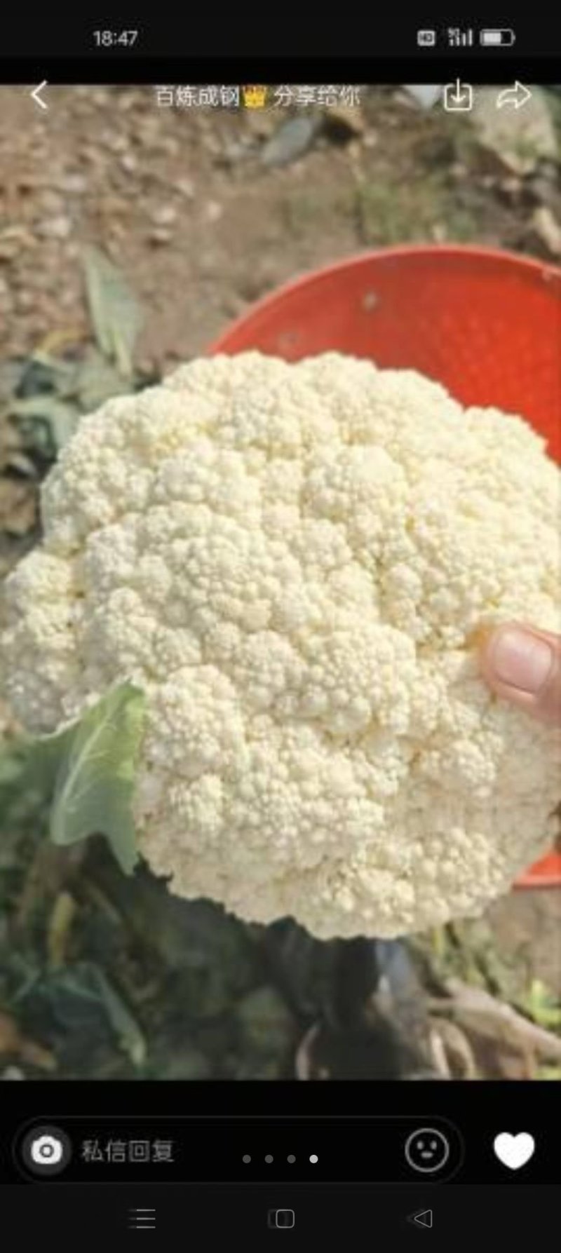 精品有机花大量供应