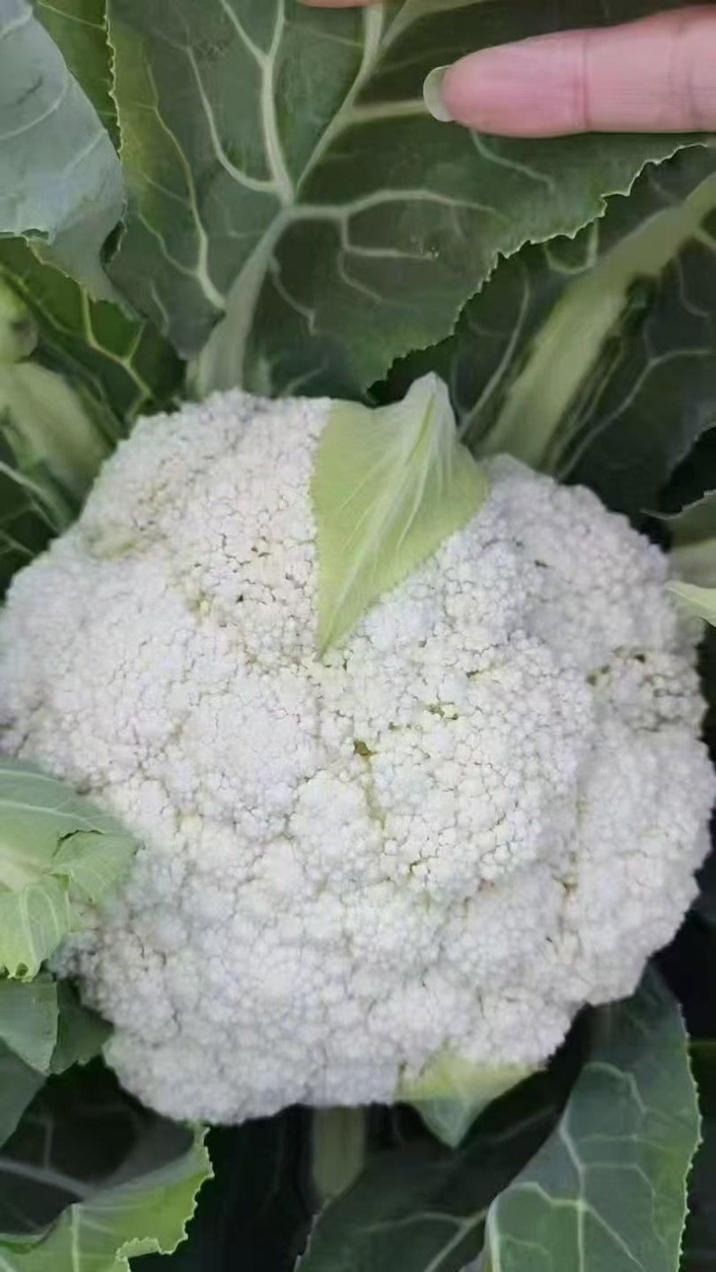 精品有机花大量供应