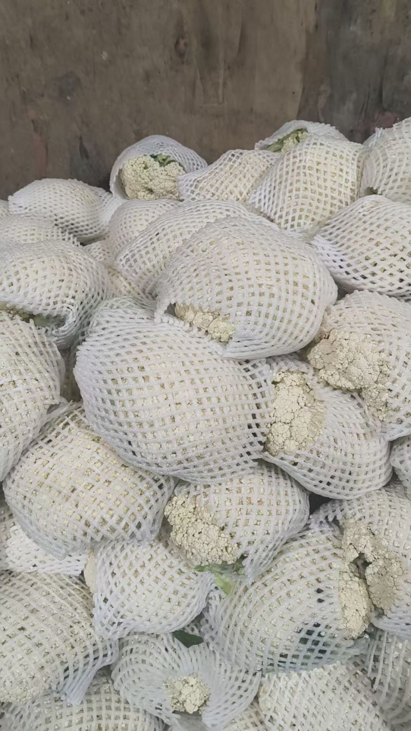 精品有机花大量供应