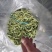 75速冻毛豆荚膜