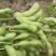 亳州75毛豆基地