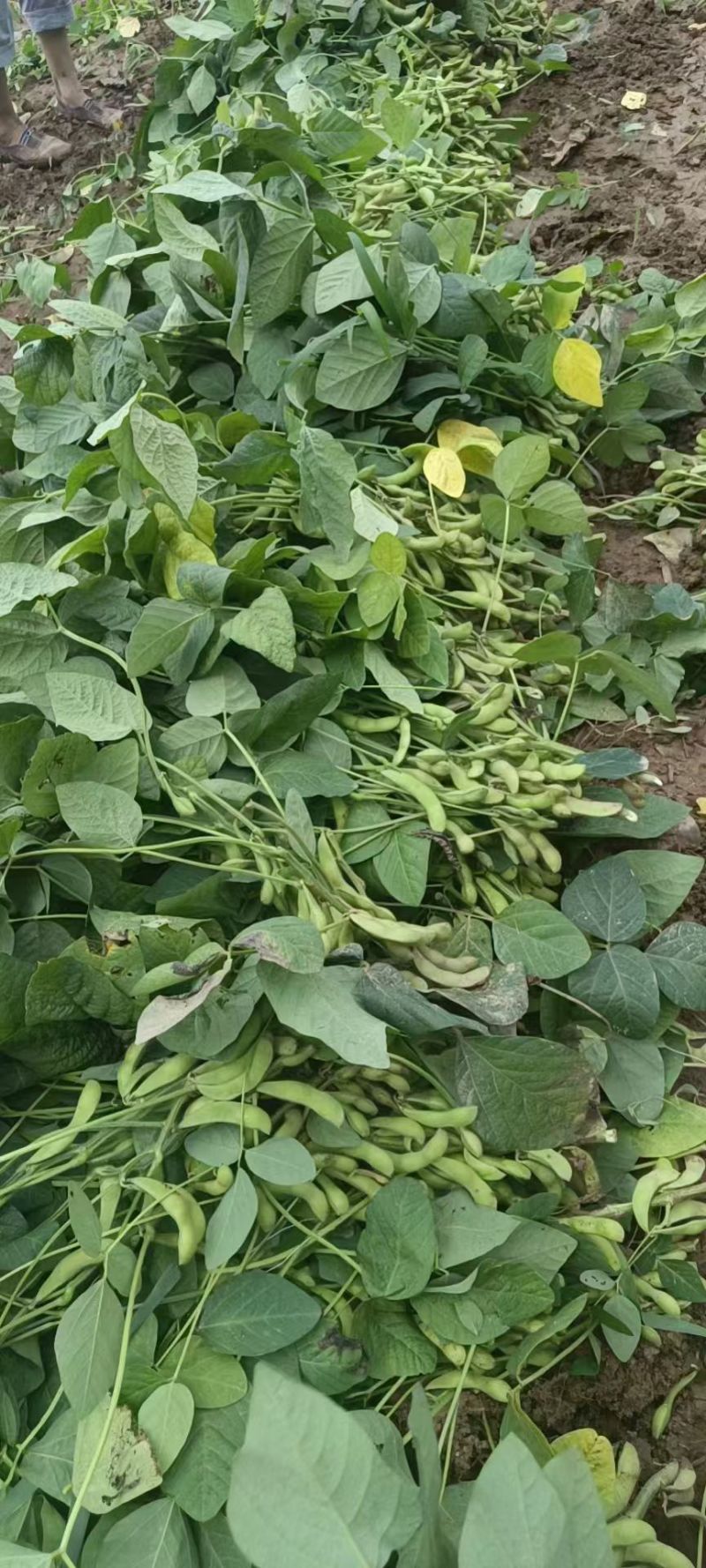 亳州75毛豆基地