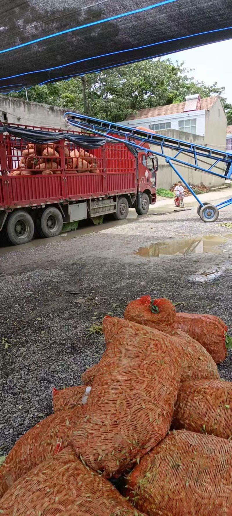 亳州75毛豆基地