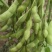 亳州75毛豆基地