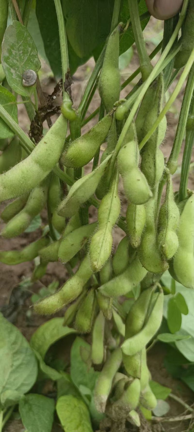 亳州75毛豆基地