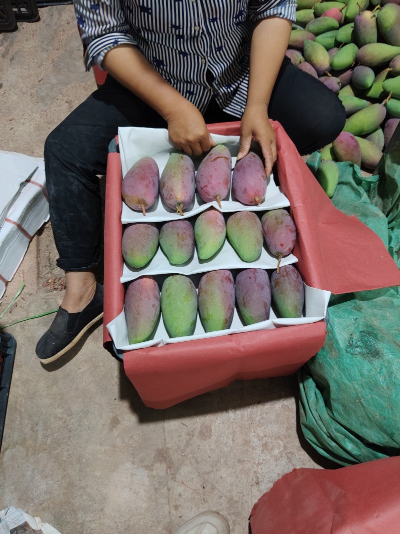 贵妃芒果打包发货中