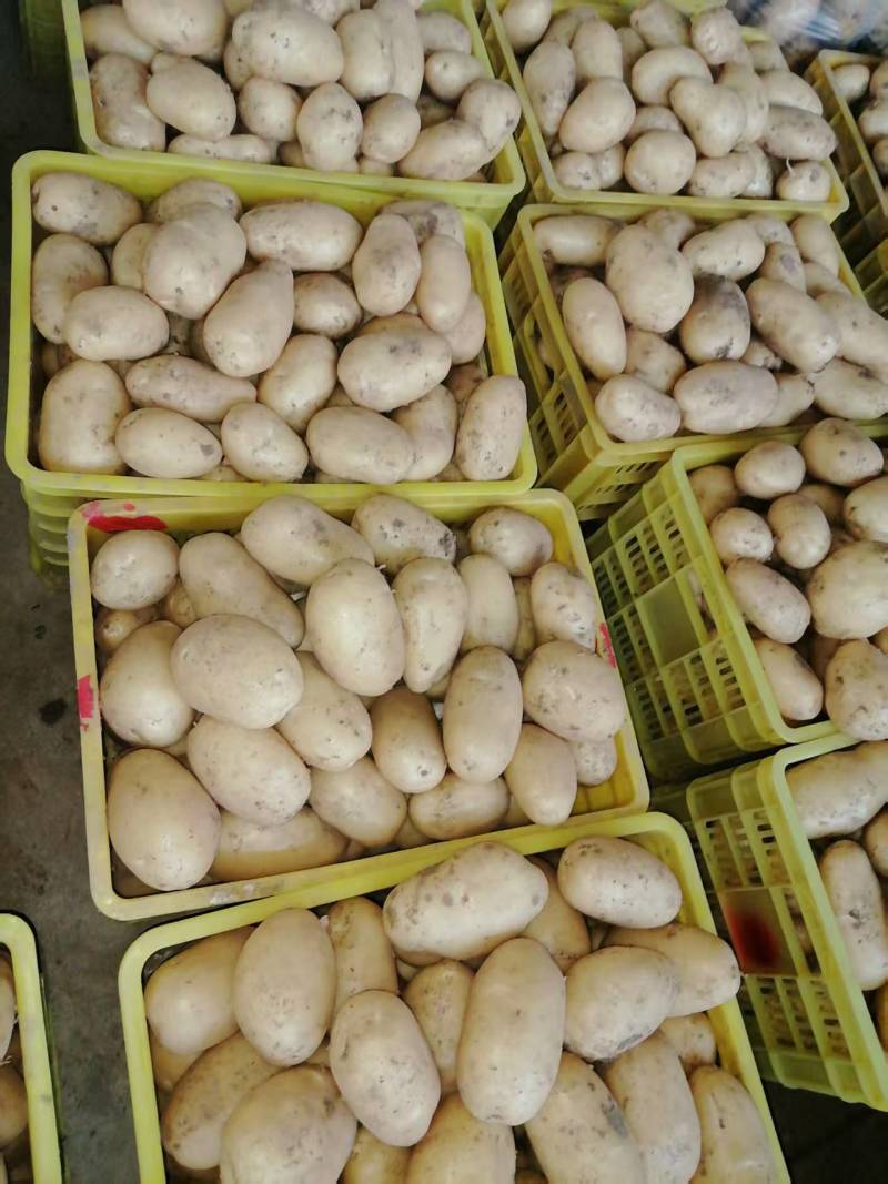 精品沃土，226，西森土豆3两通天