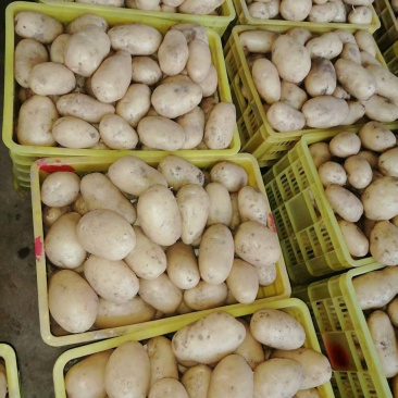精品沃土，226，西森土豆3两通天