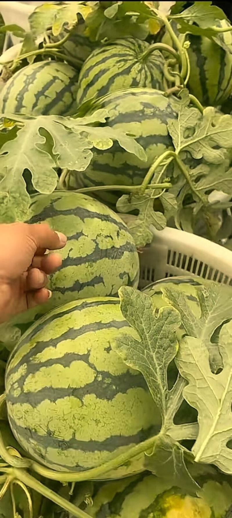 原棚微盟无籽美都西瓜