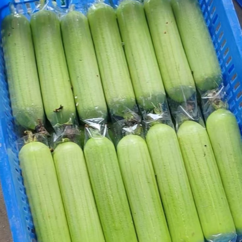 湖南白玉丝瓜基地直供货源稳定精品二级瓜