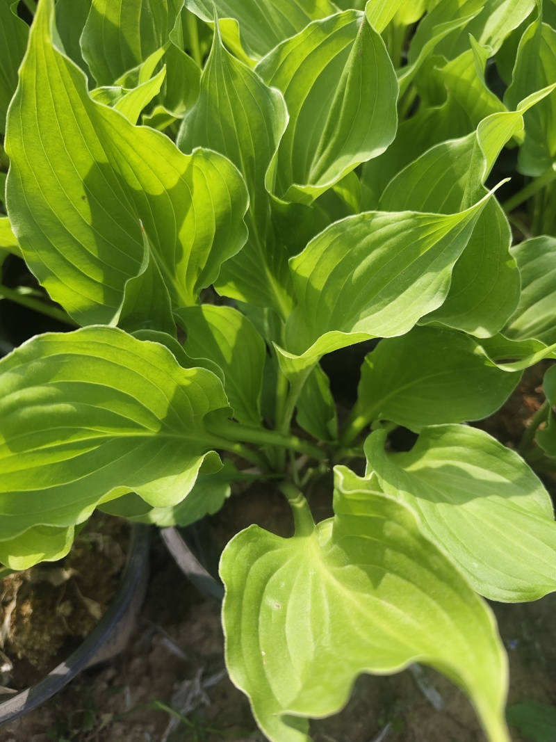 加仑盆盆玉簪