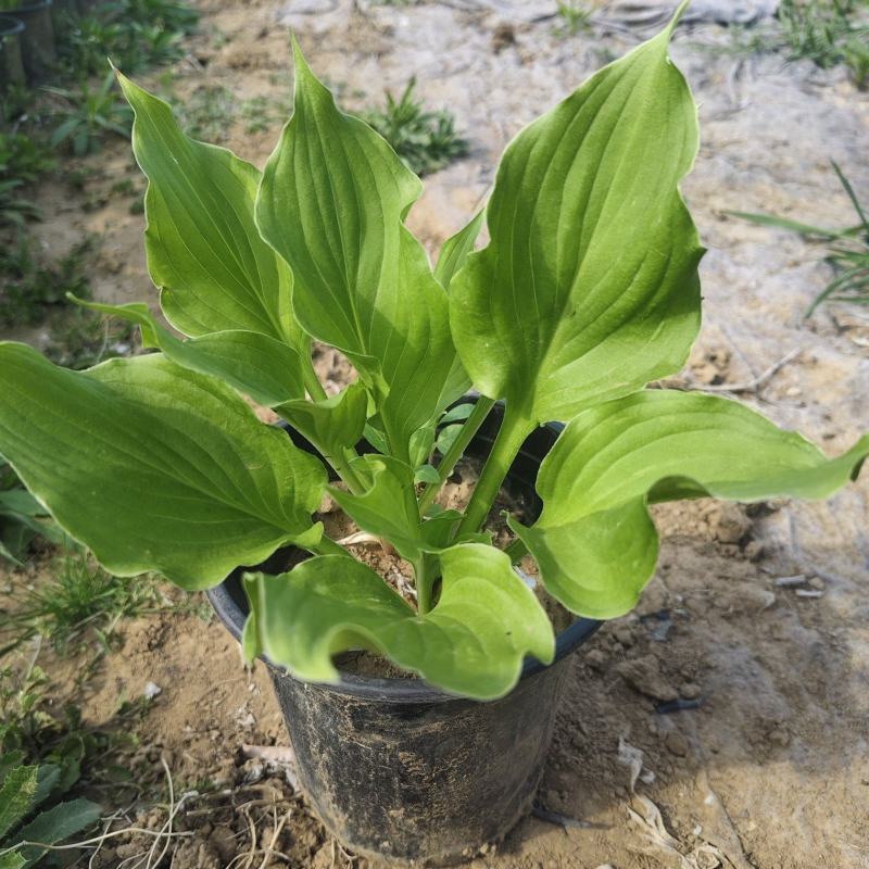 加仑盆盆玉簪