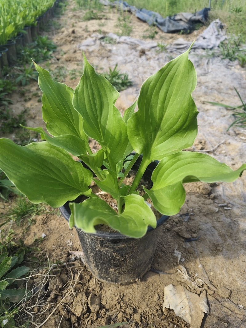 加仑盆盆玉簪