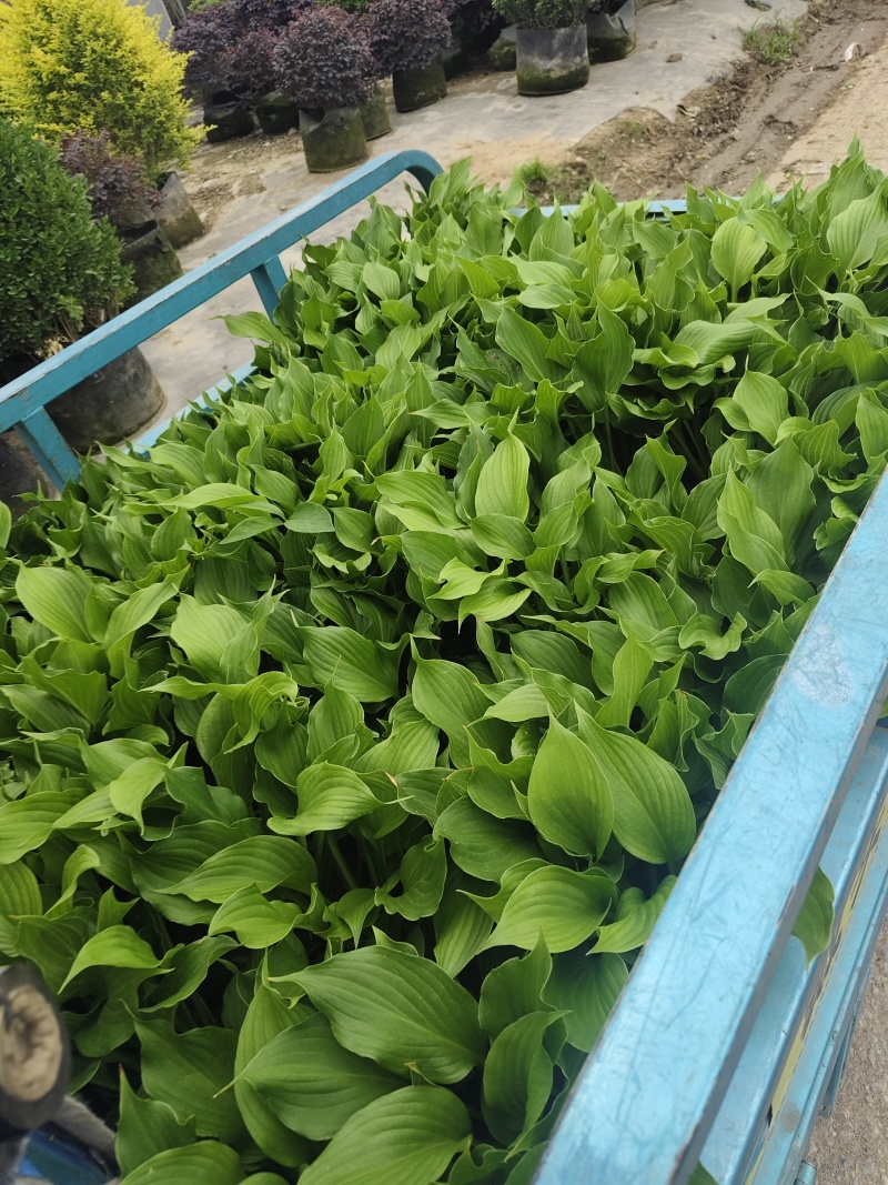 加仑盆盆玉簪