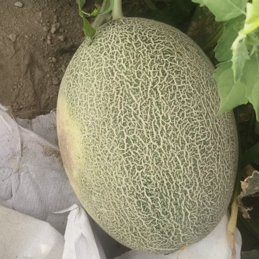 新疆吐鲁番火焰山脚下小蜜25号蜜瓜