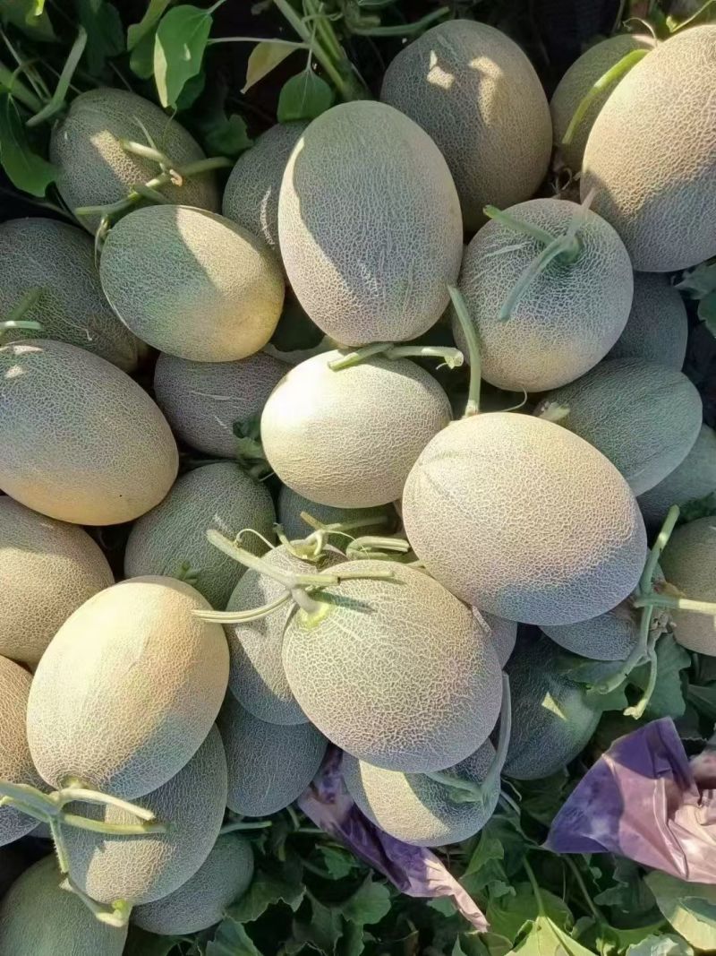 新疆吐鲁番火焰山脚下小蜜25号蜜瓜