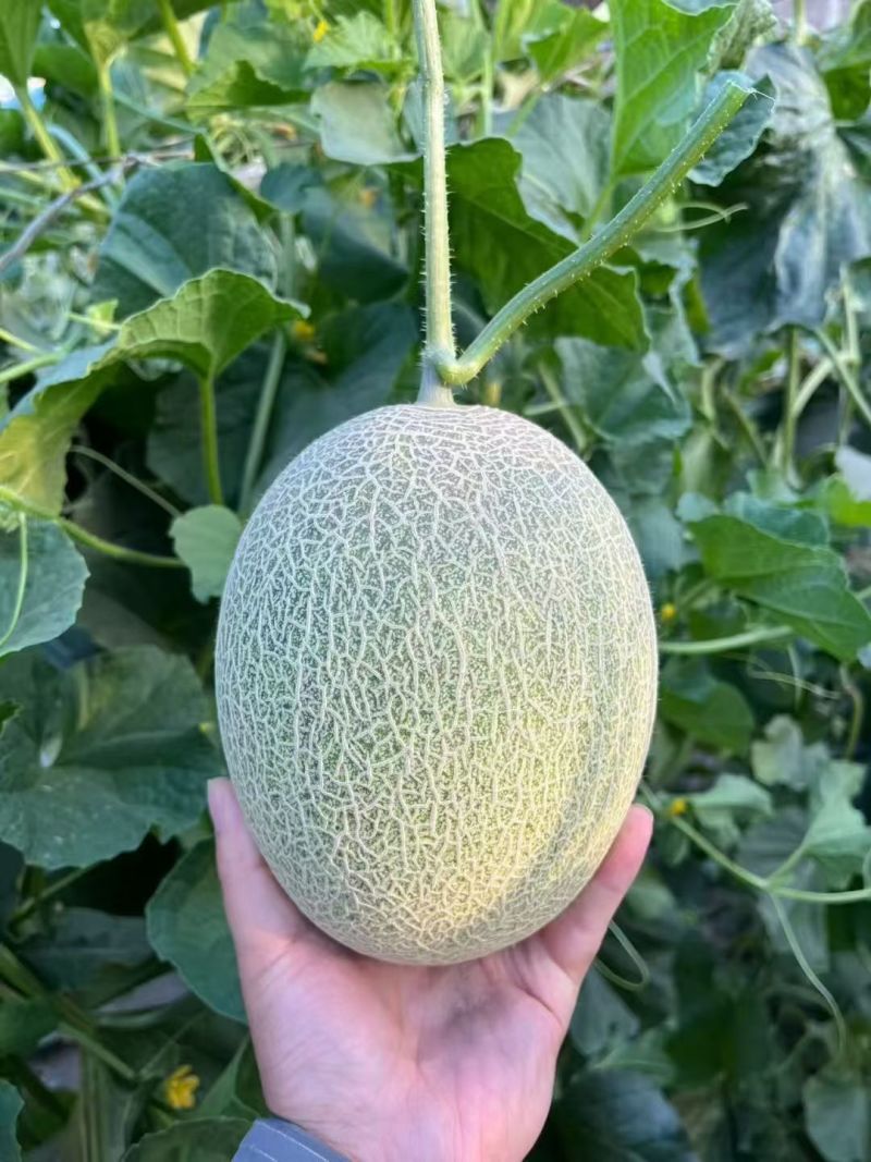 新疆吐鲁番火焰山脚下小蜜25号蜜瓜