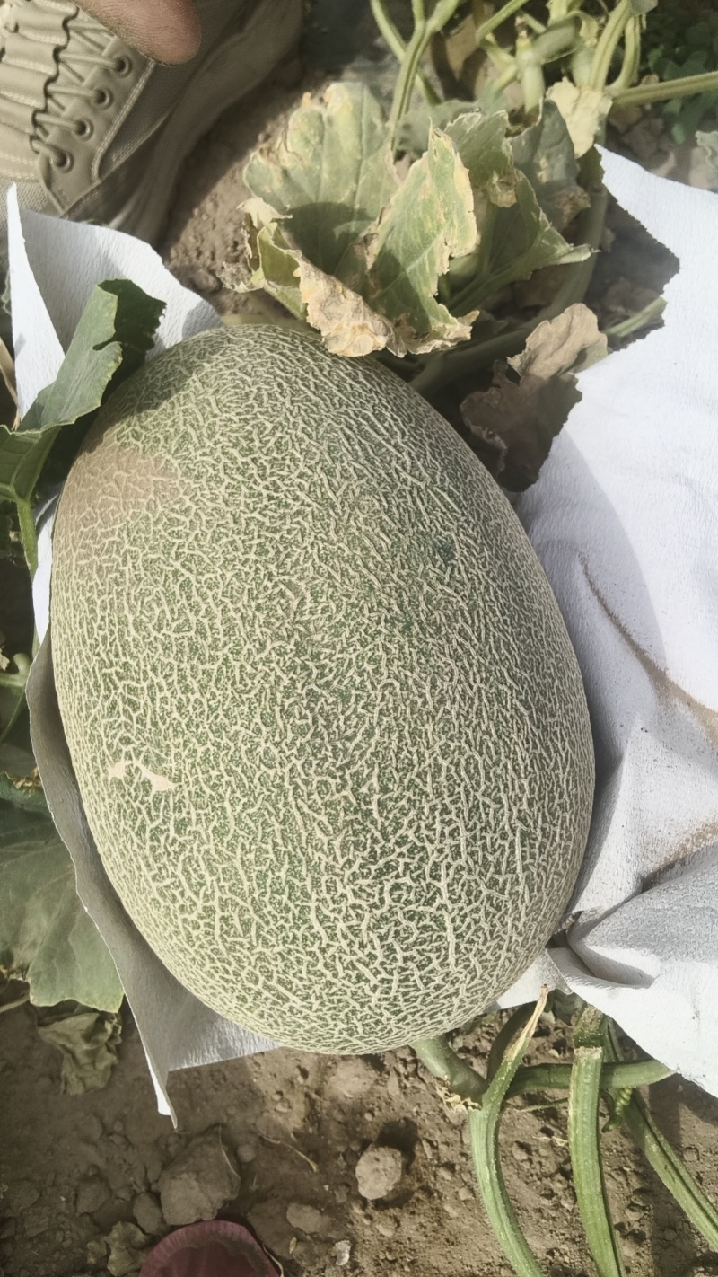 新疆吐鲁番火焰山脚下小蜜25号蜜瓜