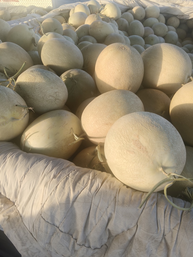 新疆吐鲁番火焰山脚下小蜜25号蜜瓜