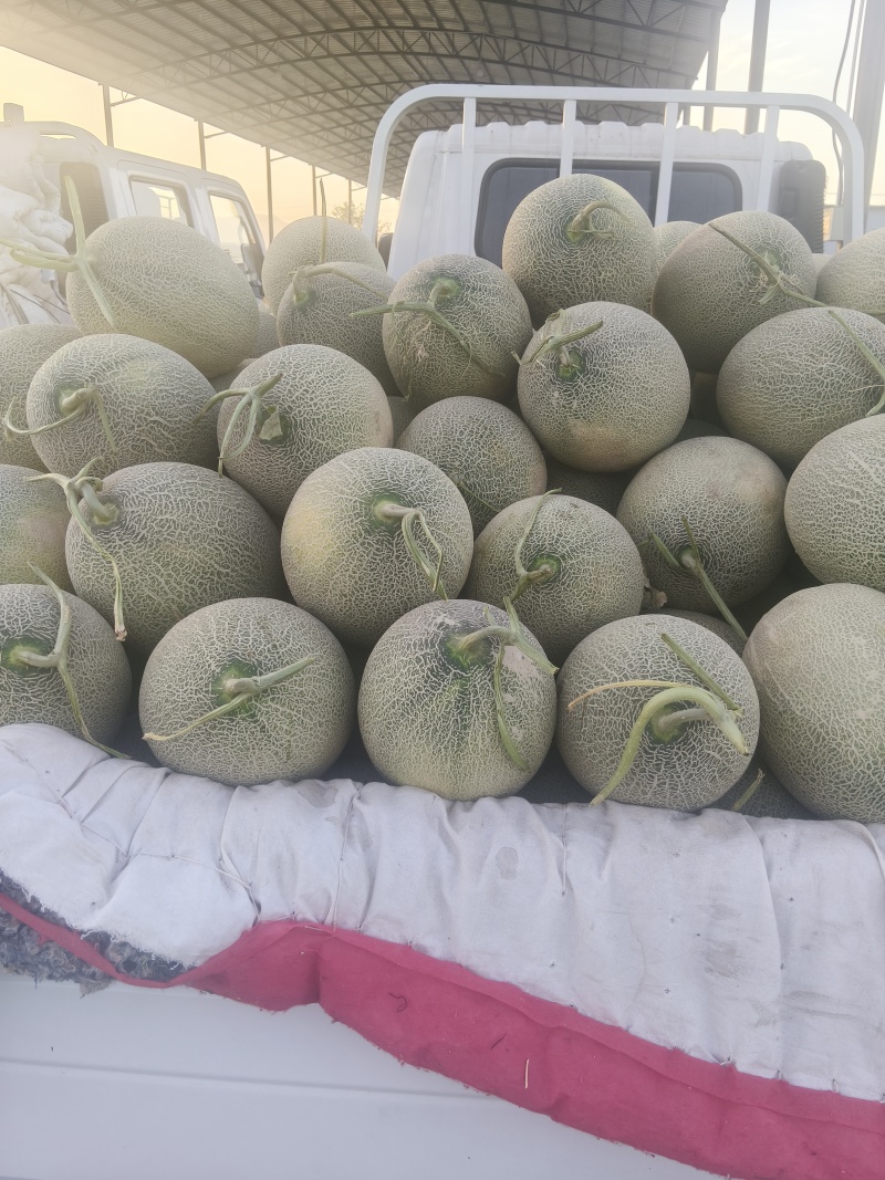 新疆吐鲁番火焰山脚下小蜜25号蜜瓜