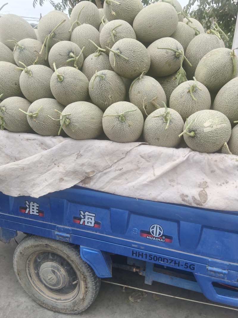 新疆吐鲁番火焰山脚下小蜜25号蜜瓜