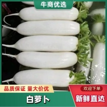 河北保定涞水县白萝卜货源充足，质量有保证，欢迎来电