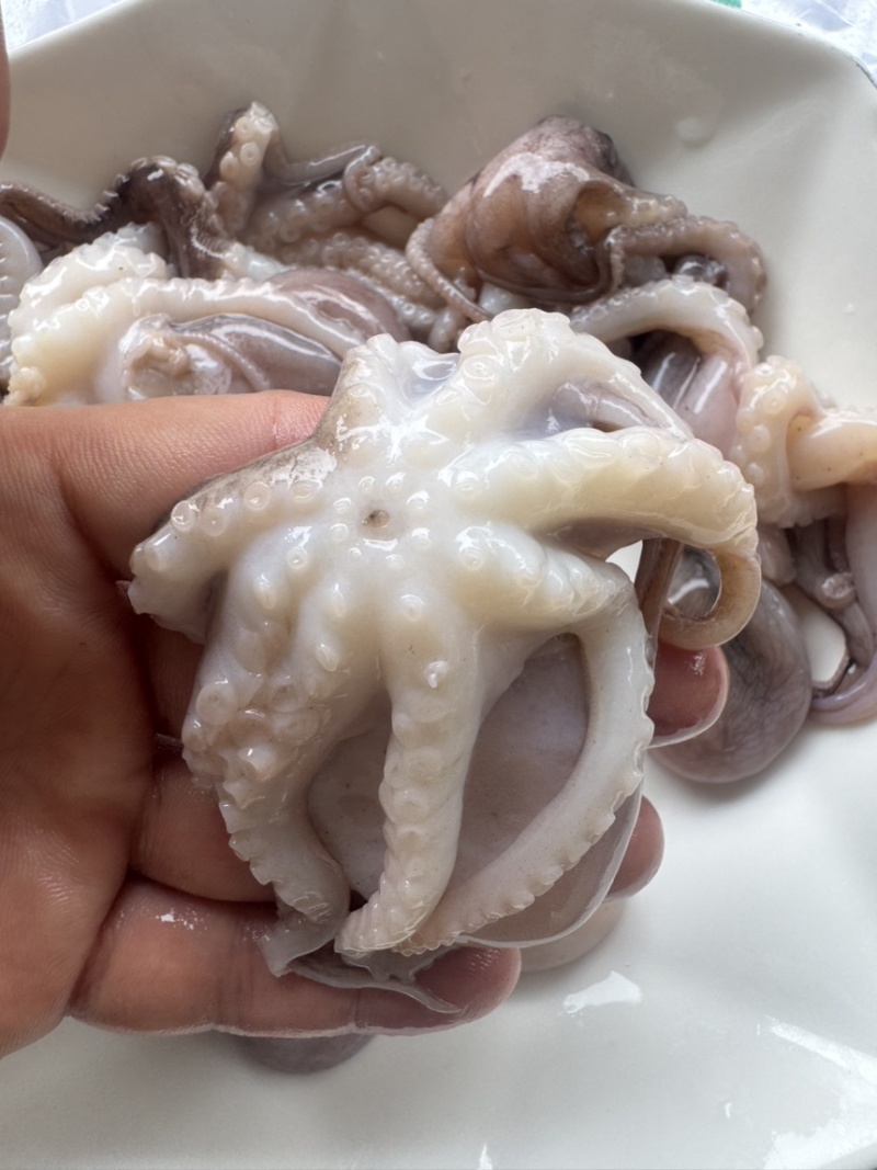 八爪鱼盐磨去内脏本地八爪适合各大餐饮