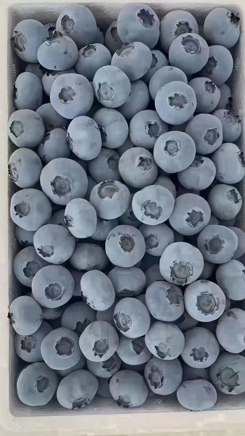 公爵蓝莓产地大量上市，保质保量，一手货源全国发货